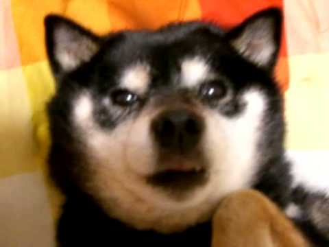 顔がかゆい黒柴〔long version〕 Black Shiba Inu - YouTube