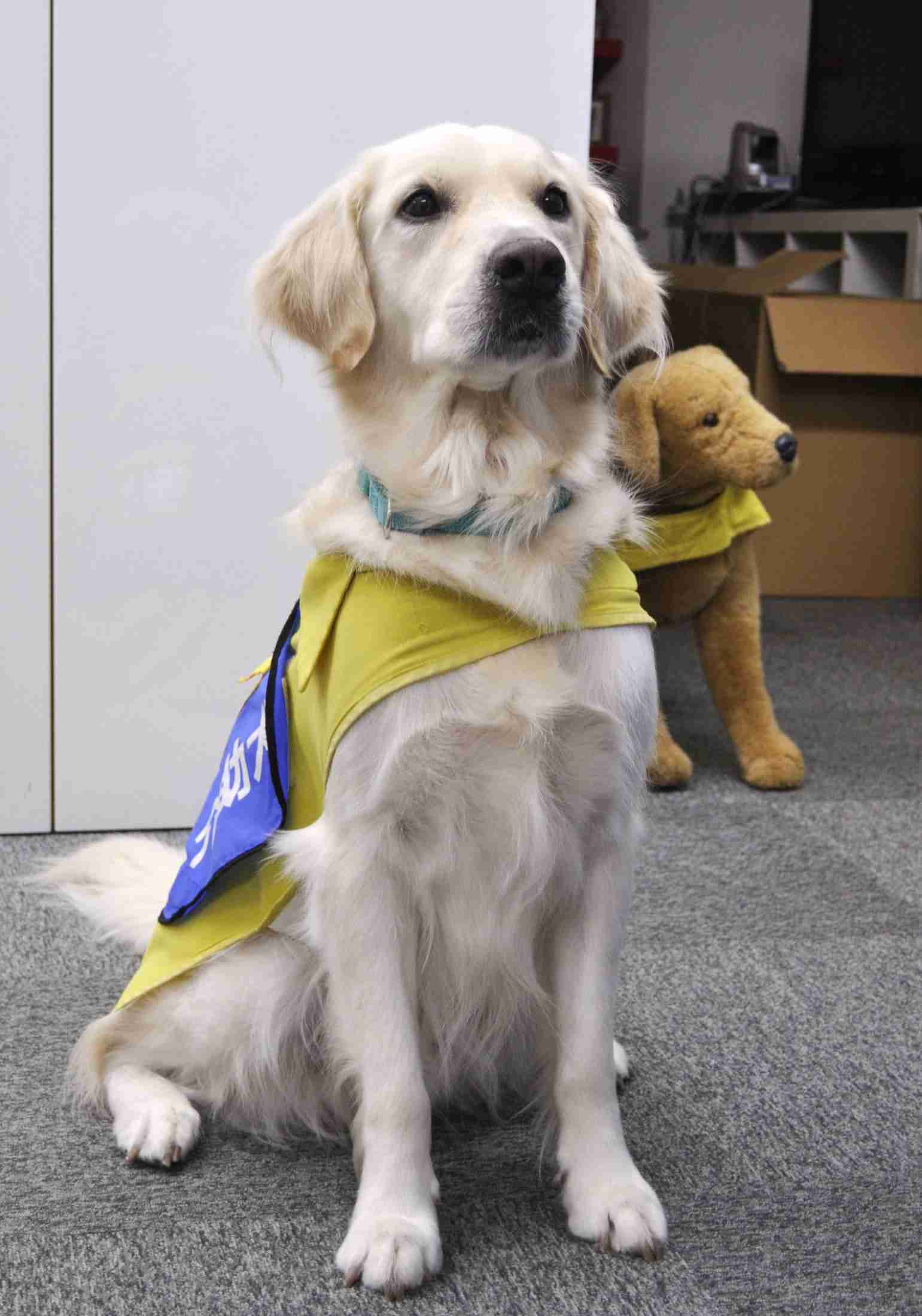 子ども被害証言に付き添い犬同伴　虐待事件公判で異例許可（共同通信） - Yahoo!ニュース