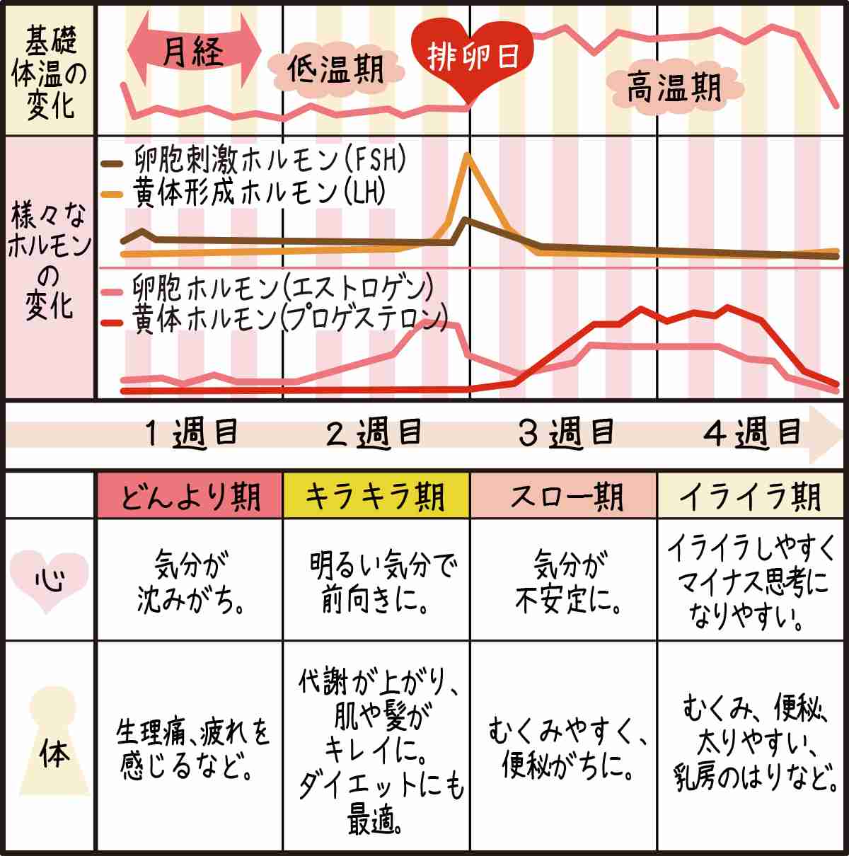 生理と排卵の症状教えてください