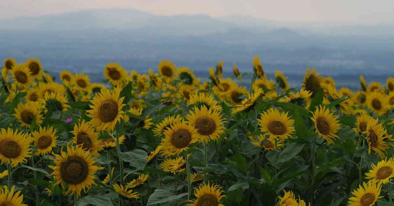 「外国人」というレッテルが独り歩きしてしまうとき｜安田菜津紀(フォトジャーナリスト)