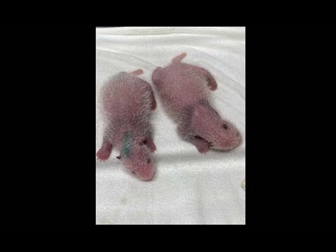双子パンダ、模様うっすら　性別はまだ不明　上野動物園 - YouTube