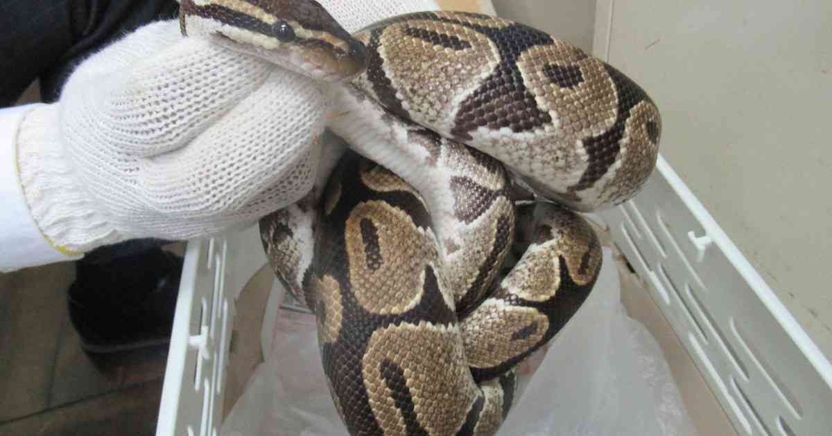 ベランダに現れたニシキヘビ、飼い主の元へ「ケージ開いていた」 | 毎日新聞