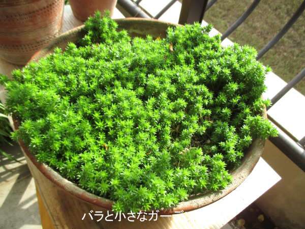 マルチングに多肉植物のセダムをオススメ！バラの暑さ対策・コガネムシの幼虫対策・黒星病対策にも | バラと小さなガーデンづくり