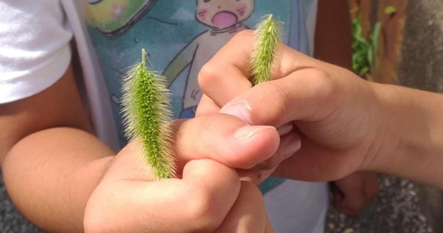 「この遊び忘れてた！」　猫じゃらしを逆さに握ってモミモミすると...懐かしすぎる光景に子供時代が蘇る｜Jタウンネット