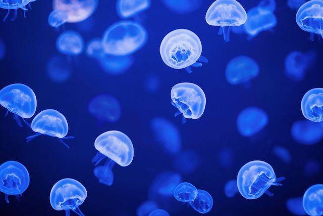 水族館をさらにかわいくしてくれる 8 匹の生き物