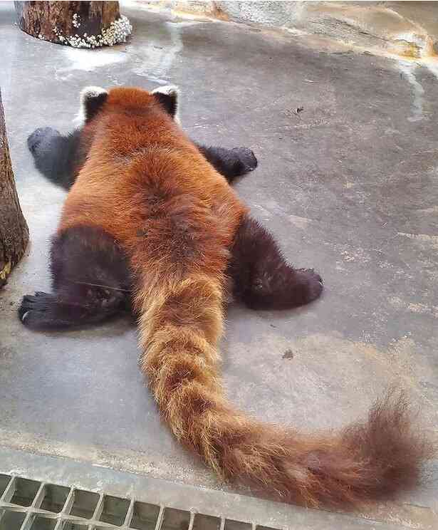 色んな尻尾が見たい！