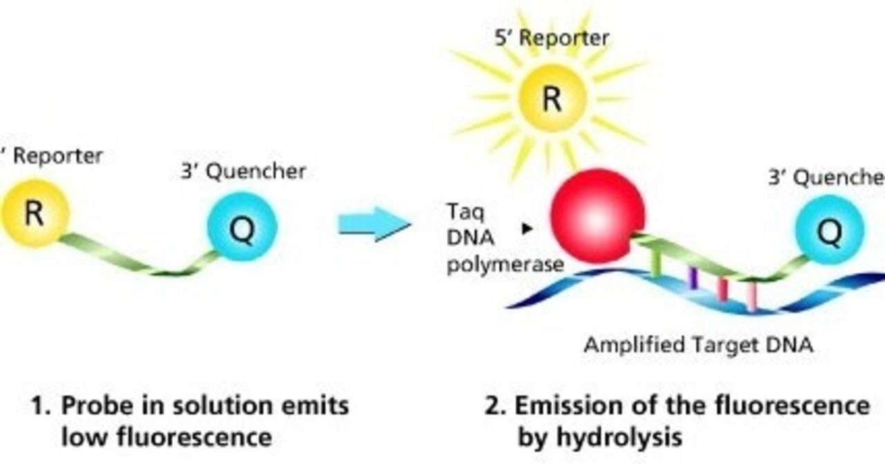 理系院卒の怒り #8：『PCR』の凄さを嘗めるな！｜翡翠｜note