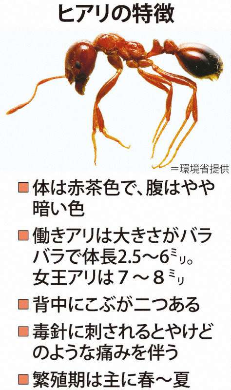 東京湾でヒアリ150匹発見 強い毒 全て働きアリ