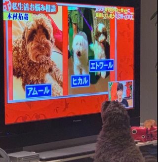 ローマ滞在中の木村拓哉、愛犬に”逢いたい病”「恋しがっている 可愛い」の声