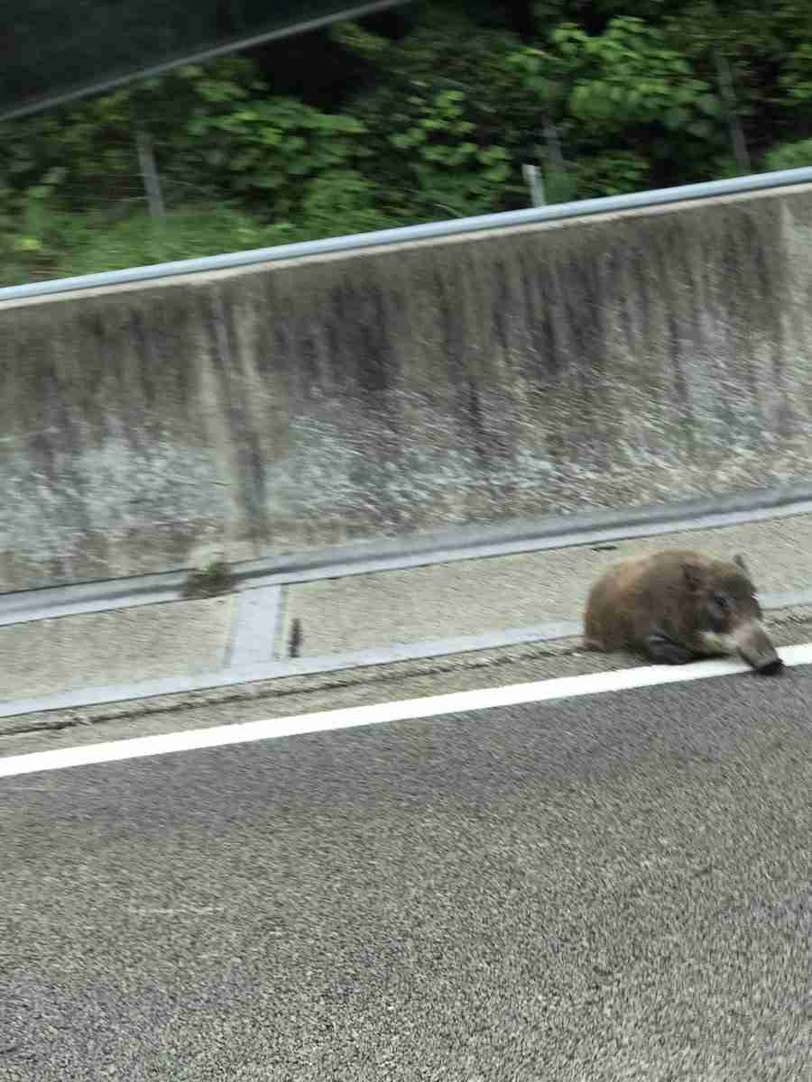 イノシシの後ろ脚が側溝にはまり、東北道が一時通行止め 