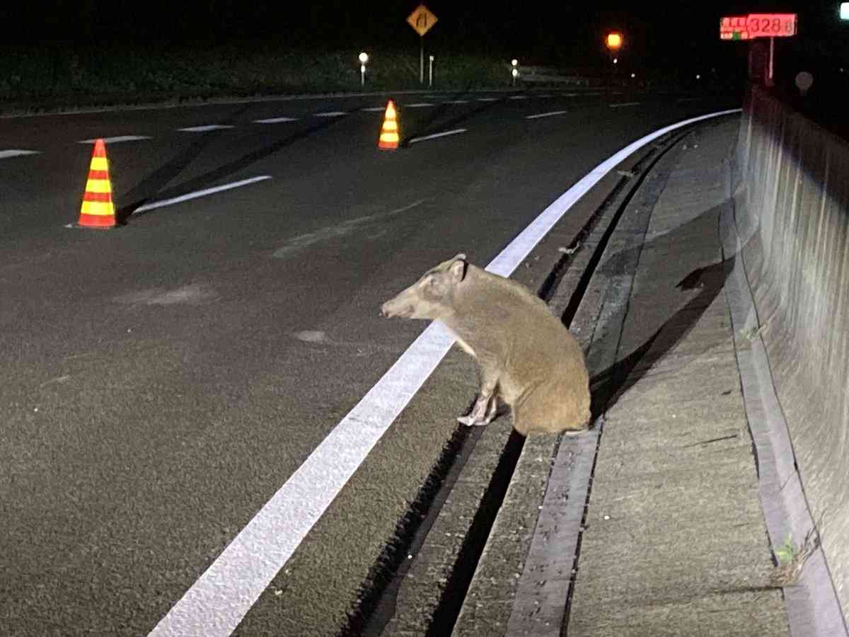イノシシの後ろ脚が側溝にはまり、東北道が一時通行止め 