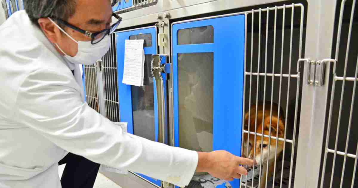 自宅療養で死亡の男性、猫は無事保護　ペットの「その後」に残る壁｜【西日本新聞me】