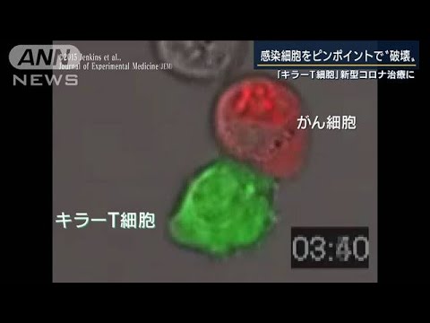 世界初　キラーT細胞でコロナ治療　キーマンに聞く(2021年6月8日) - YouTube