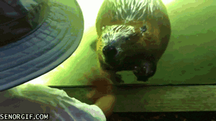 優しい動物たち