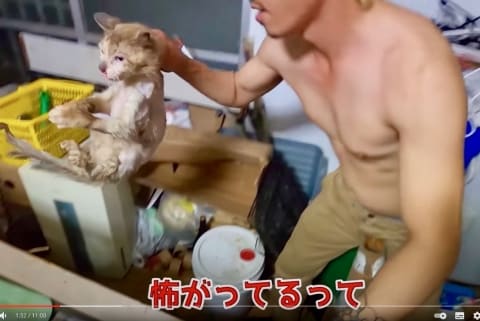 虐待動画の猫、保護されず「YouTuber」の手に戻る…弁護士は「警察の対応」も問題視（弁護士ドットコムニュース） - Yahoo!ニュース