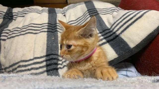瀕死の子猫を拾った！　動物病院に居合わせたマダムの「援助させて」に号泣　保護された子猫の”その後”は？