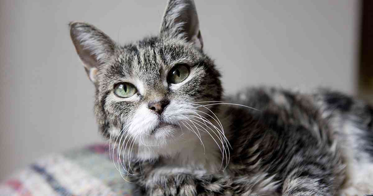 猫の可愛さを真剣に語りたい