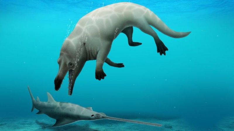 4本足の新種クジラの化石、エジプトで発見