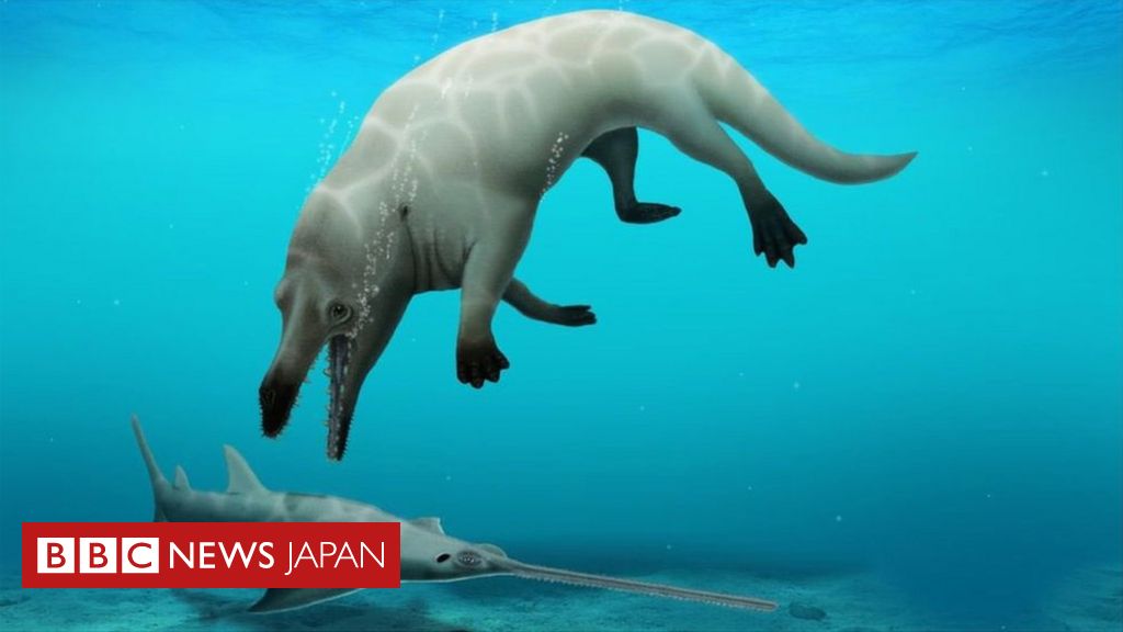 4本足の新種クジラの化石、エジプトで発見 - BBCニュース