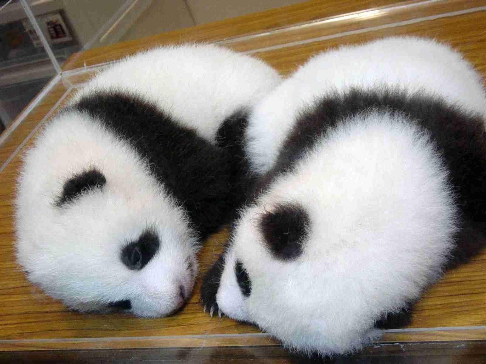 双子パンダ名前公募に19万件  上野動物園、10月にも命名