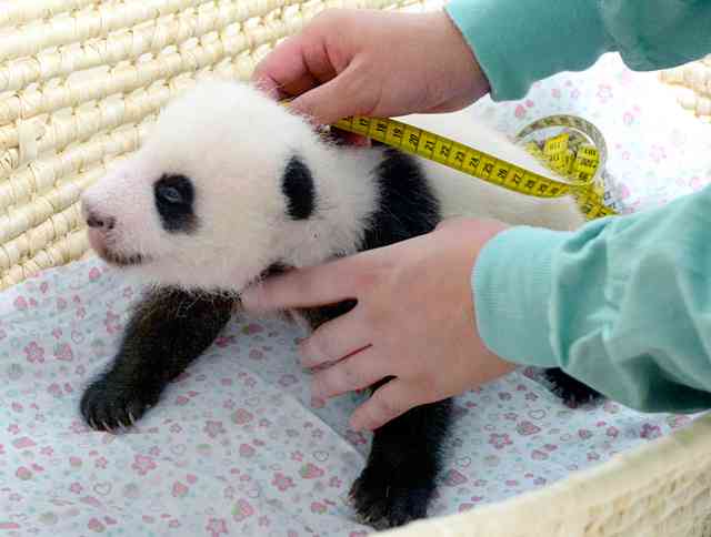 双子パンダ名前公募に19万件  上野動物園、10月にも命名