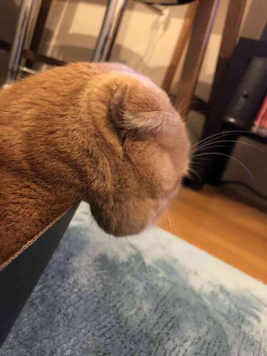 【画像】私たちが猫と考えるものの実体はほぼ毛なのかもしれない説