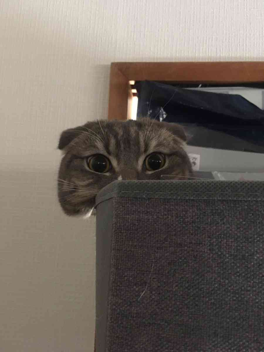 【画像】私たちが猫と考えるものの実体はほぼ毛なのかもしれない説