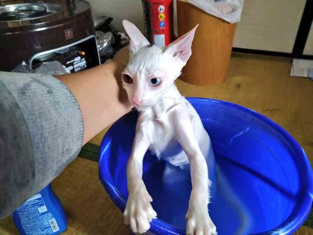 【画像】私たちが猫と考えるものの実体はほぼ毛なのかもしれない説