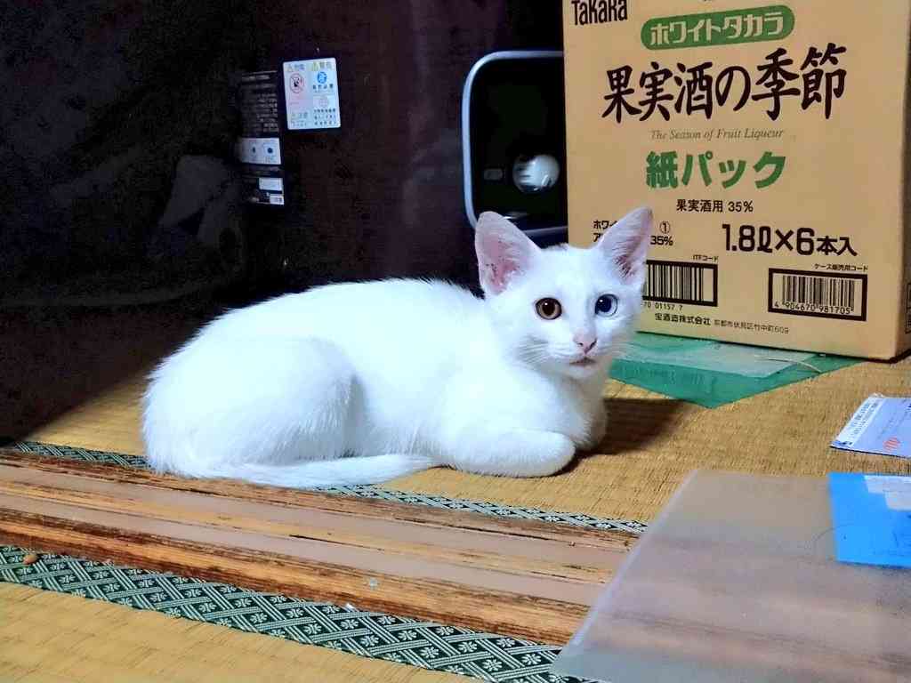 【画像】私たちが猫と考えるものの実体はほぼ毛なのかもしれない説