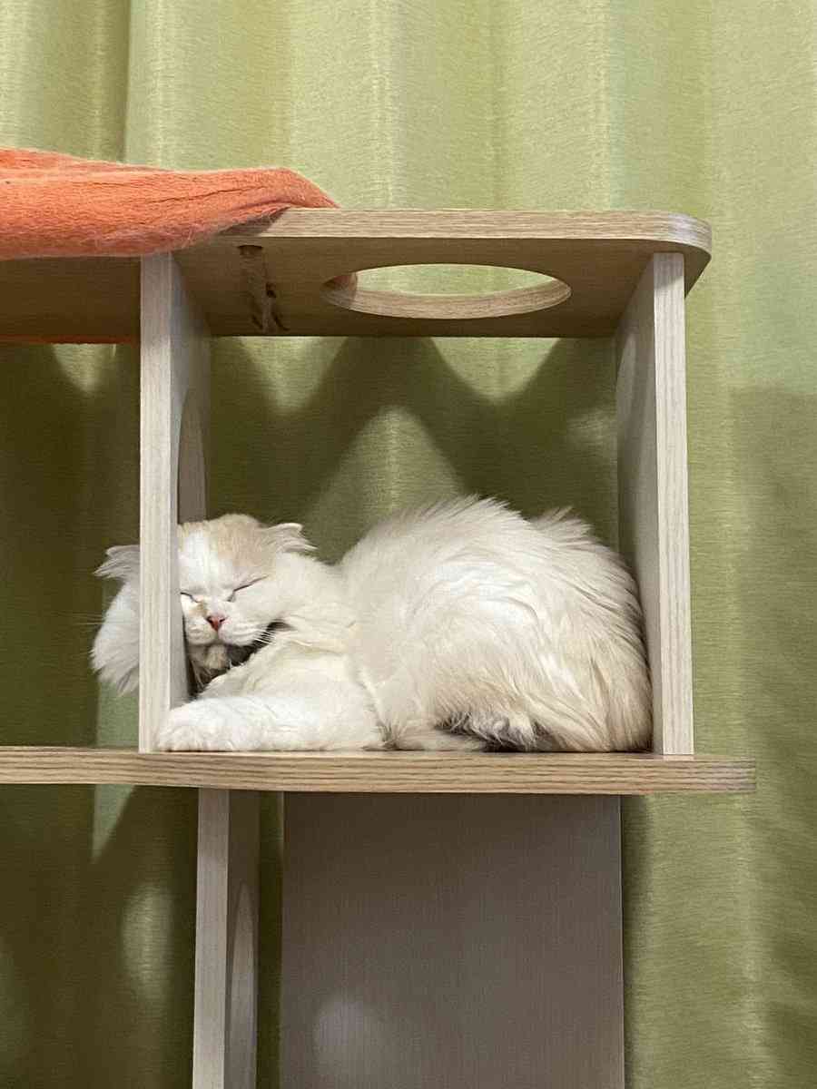 【画像】私たちが猫と考えるものの実体はほぼ毛なのかもしれない説