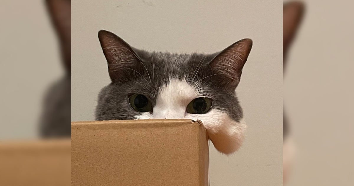 私たちが猫と考えるものの実体はほぼ毛なのかもしれない説「どこまでが毛なのか」 - Togetter