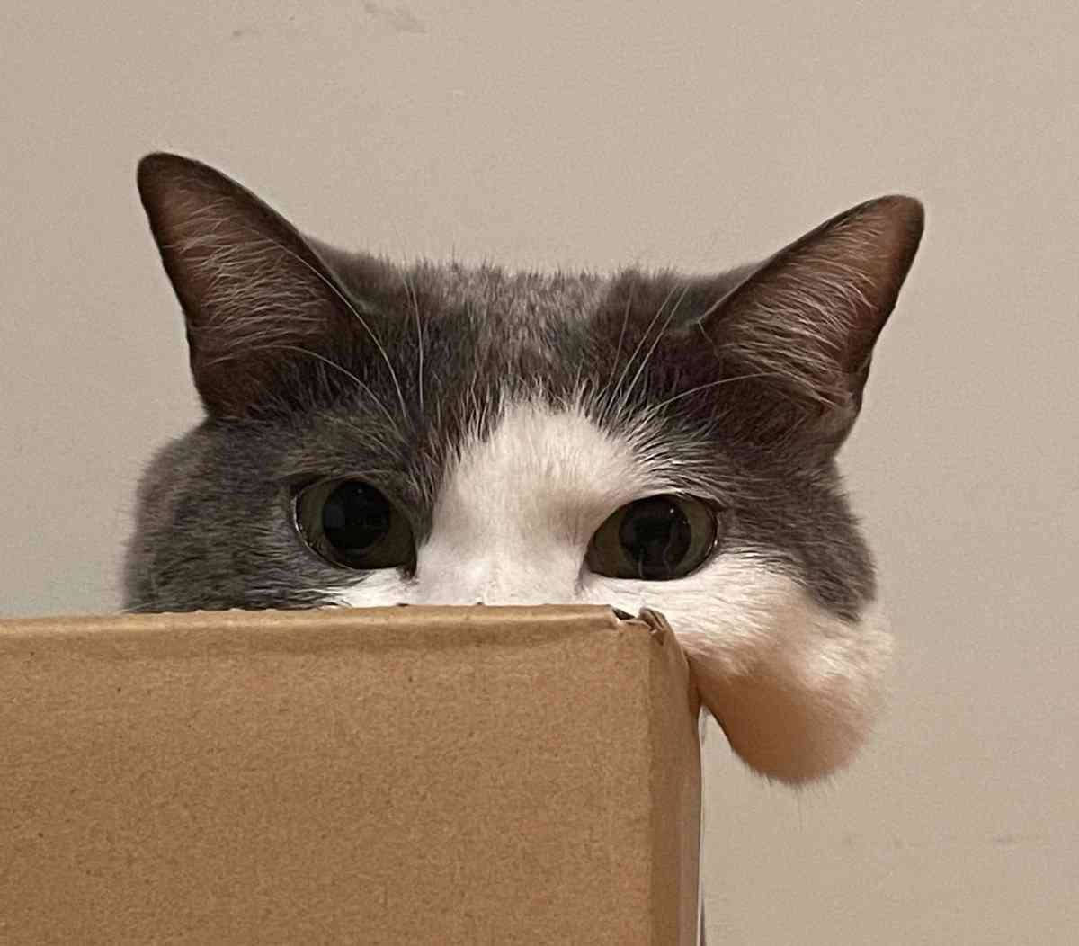 【画像】私たちが猫と考えるものの実体はほぼ毛なのかもしれない説