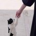 猫ラボ on Twitter: 
