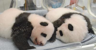 双子パンダ名前公募に19万件　上野動物園、10月にも命名 ｜ 共同通信