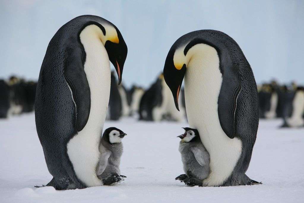 世界最大のペンギン、絶滅の危機　気候変動で繁殖地氷解―南極：時事ドットコム