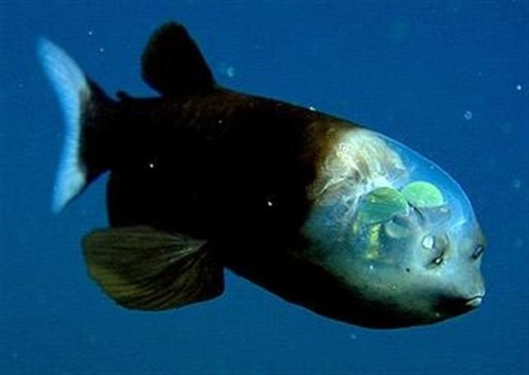 海洋生物界にガルちゃんがあったら立ちそうなトピ