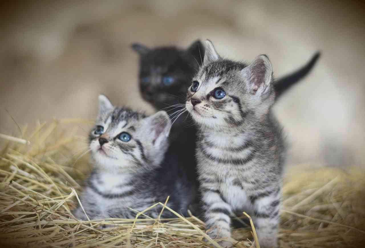 ユーチューバー界で「子猫拾った」動画が流行し問題に 不自然な状況に「再生稼ぎの道具」と指摘も