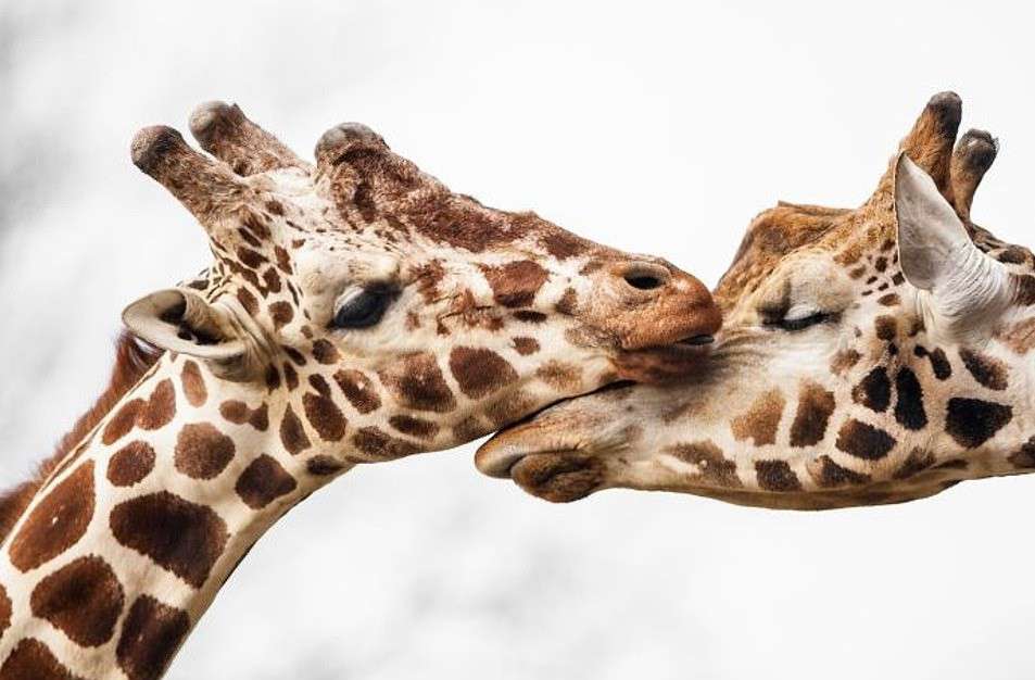 優しい動物たち