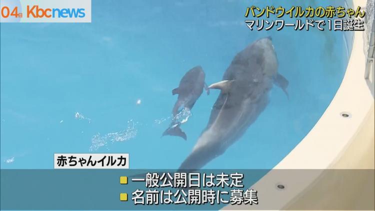 マリンワールド　バンドウイルカの「チョコ」が出産｜KBCニュース