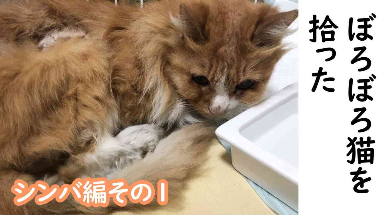 どうみても堅気じゃないぼろぼろ猫拾った【その１】 - YouTube