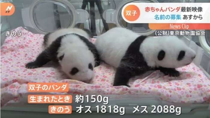 上野動物園の双子パンダ 7日から名前を募集 カタカナ表記で9文字まで