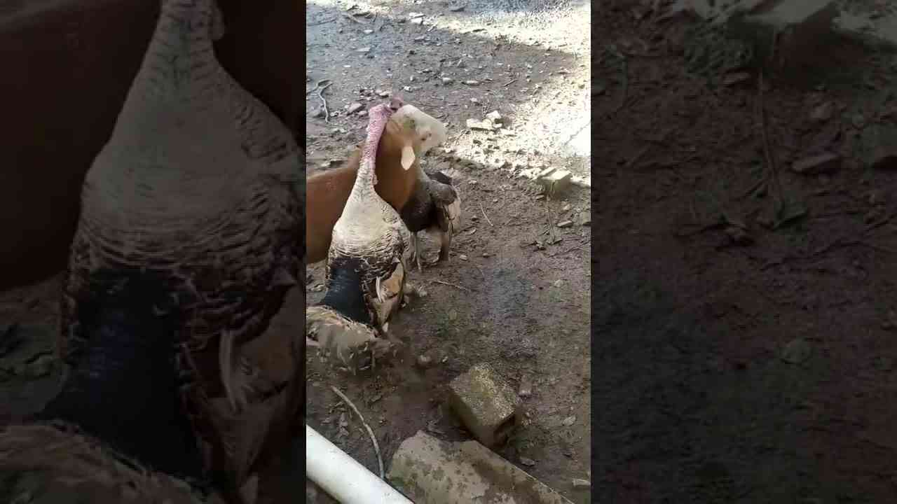 TURKEY BIRDS FIGHTING BUT A SHEEP TRYING TO STOP THEM . - YouTube