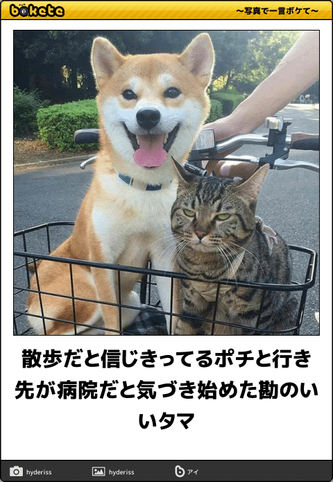 皆の好きなボケて画像が見たいpart2