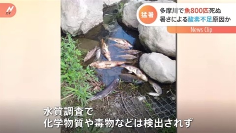 多摩川で魚大量死、1.5キロにわたり　水中酸素低下か
