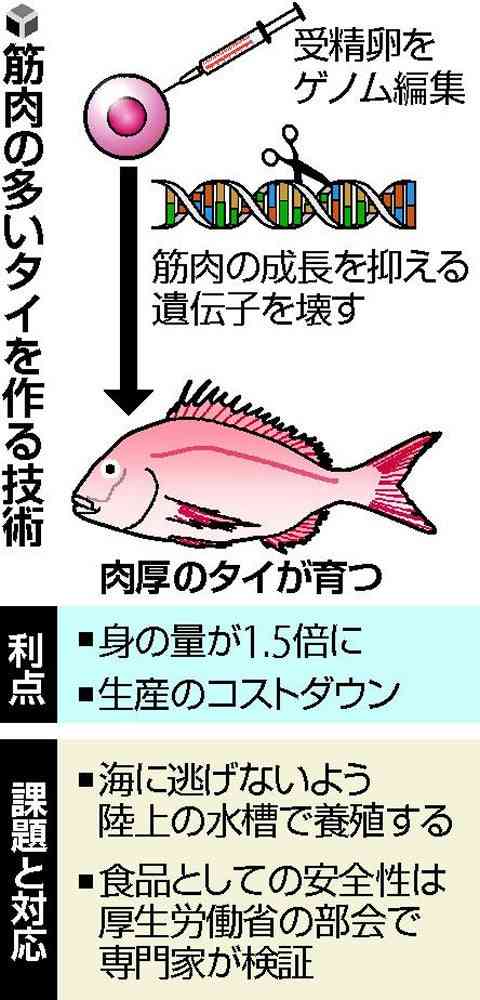 ゲノム編集で1・5倍肉厚にしたタイが流通へ…来月にも受理、魚では国内初