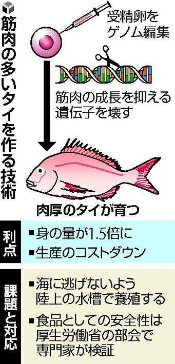 【独自】ゲノム編集で１・５倍肉厚にしたタイが流通へ…来月にも受理、魚では国内初 : 科学・ＩＴ : ニュース : 読売新聞オンライン