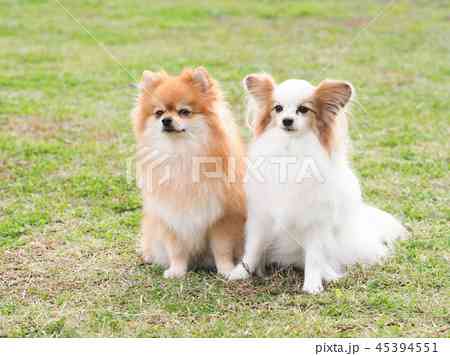 ペットの「オオカミ犬」逃げ出す　千葉・南房総市