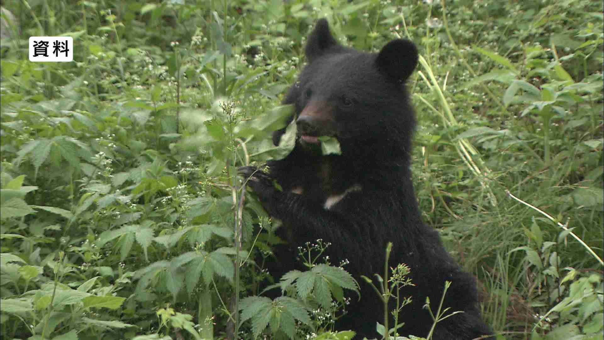 墓参り中にクマに襲われる　男性(59)が重傷　顔を噛まれ、左手骨折　成獣か…茂みから突如現れる（NBS長野放送） - Yahoo!ニュース