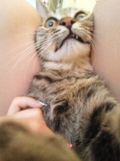 しょこたんの猫虐待がドン引きレベルな件 : エンペラー速報