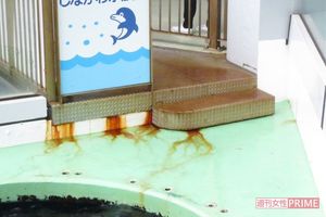 水族館の“イルカショー”に動物愛護団体が危惧「生け捕りの時点で虐待は始まっている」